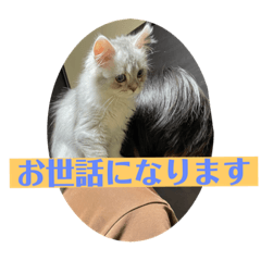 saya_20211211221345