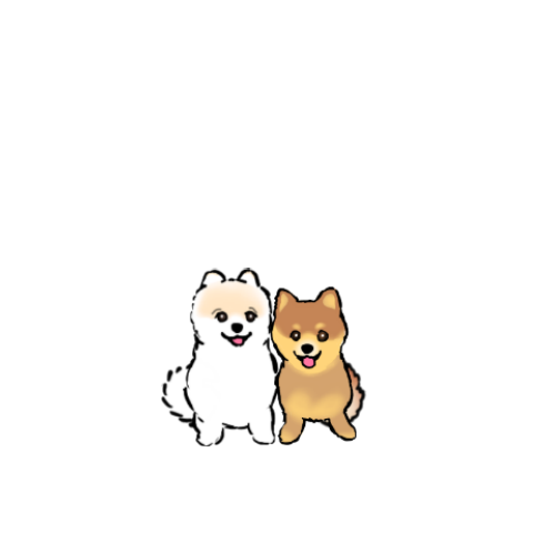Coto & Roco : Cute Pomeranians