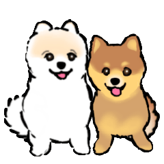 Coto & Roco : Cute Pomeranians