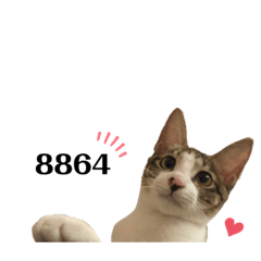 貓貓大集合！