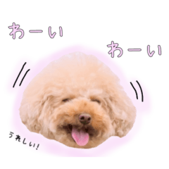 toy poodle Mugi's daily life