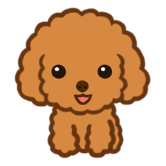 Cute toy poodle Ms. Megumi Sato.