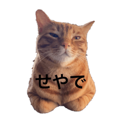 hikari_20211212210807