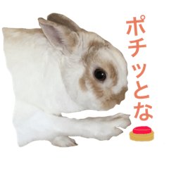 Cute rabbit Conito-san 8