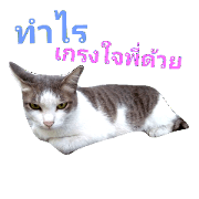 C.Cat Meow