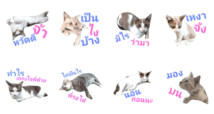 C.Cat Meow