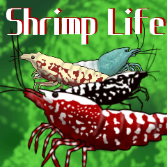 Shrimp Life*
