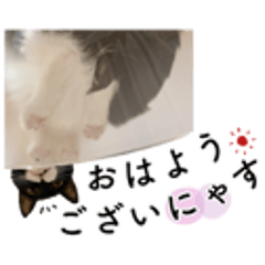 鍵しっぽ保護猫キーちゃん【ゆる敬語＋α】
