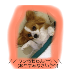 Papillon doggie Kottchan.Daily talk.