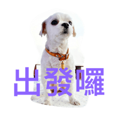 Taiwan happy dog