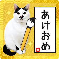 New Year's sticker with cat photo