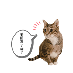 小胖愛吃化毛膏