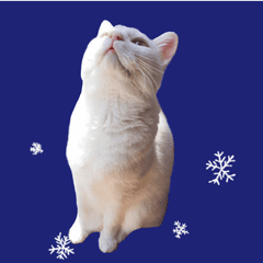 A white cat endures the winter