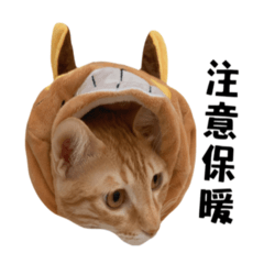 豆皮 日常篇
