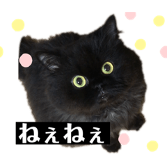 Saya_20211213224838