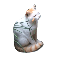 sa ae lu cat