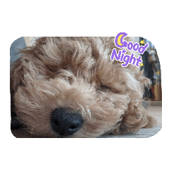 ayumi_20211213224304