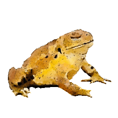 reptiles and amphibians sticker