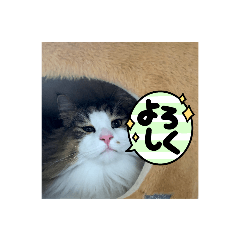 kamekame_20211213180432