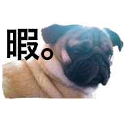 cute dog fuku 2