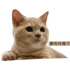 蜜奶的日常