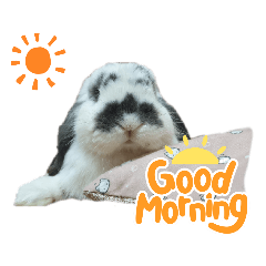 Daw Rabbit_3