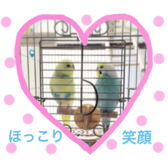 Budgerigar of PineSora and their friends