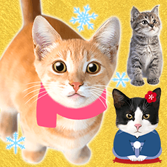 Cute cat photos, Winter BIG sticker!