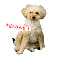 トイプードルニコ君