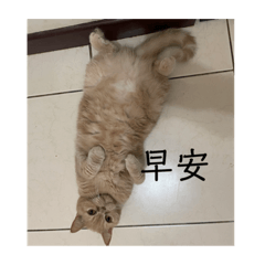 貓狗幫你回訊息⁉️