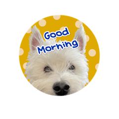 西高地白梗小熊