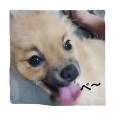 犬のこたろう Line スタンプ Line Store