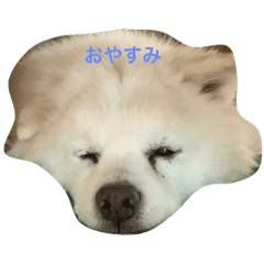 最高の動物画像 ベストミックス 可愛い 犬 最高の動物画像 ベストミックス 可愛い 犬