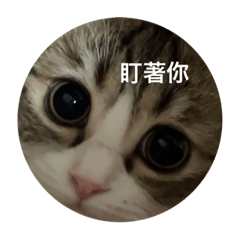 Sake真的好愛講話