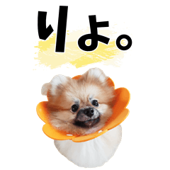 SHINBA POMERANIAN