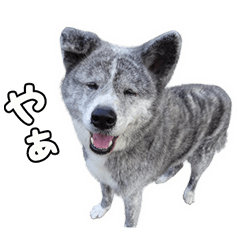Hachioji Akita dogs