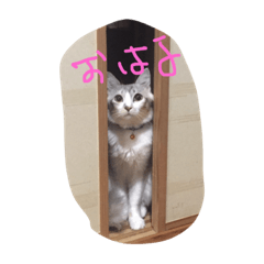 cat name kero
