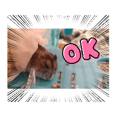 kaito_20211215204642