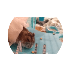 kaito_20211215205322