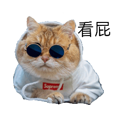 貓貓貼圖1