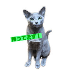 Russian blue Cat guri