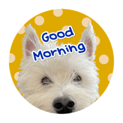 西高地白梗小熊的日常