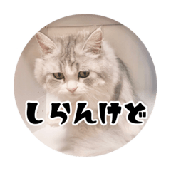 My 3 cats - Natsume Ayame and Kairi 3