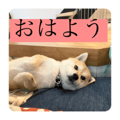 セクシー柴犬スタンプ