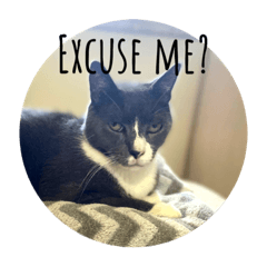 Grumpy-cat Kitty san