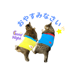 ぽちゃ猫部★パンちゃん・まめちゃん