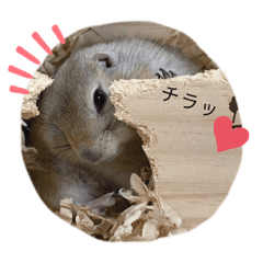 Risa_20211215195521