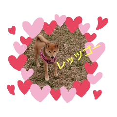 柴犬の『華』のスタンプ