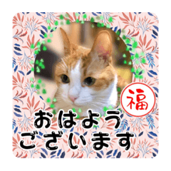 This cat is yurids cat, Fuku-chan.