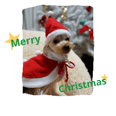 Yorkie arisu (Christmas & New Year)